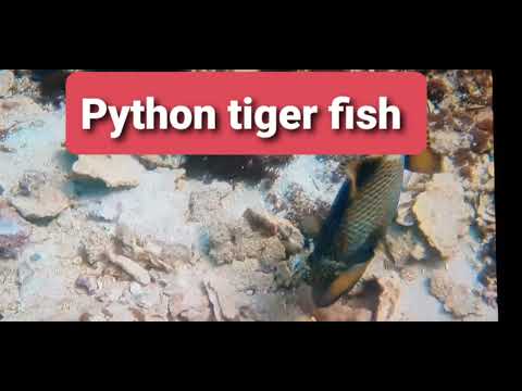 Amazing tiger fish 🐟#asmrvideos #fish #shortviral