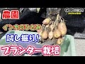 【家庭菜園・農業】インカのひとみの試し掘り アンドン朝市でジャガイモ掘りイベントやります！ 一回200円！ ジャガイモのマルチプランター栽培 【キタアカリ】【インカのひとみ】