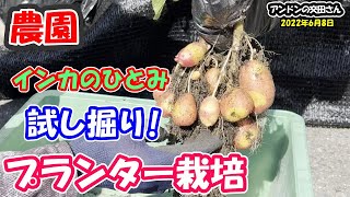 【家庭菜園・農業】インカのひとみの試し掘り アンドン朝市でジャガイモ掘りイベントやります！ 一回200円！ ジャガイモのマルチプランター栽培 【キタアカリ】【インカのひとみ】