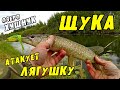 ЩУКА АТАКУЕТ ЛЯГУШКУ!! Ловля Щуки на поверхностные приманки.