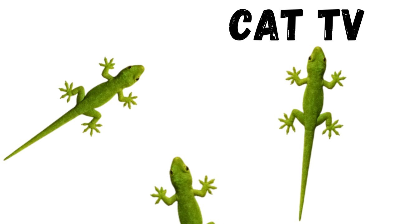 CAT GAMES - HOME GECKO HUNT (FOR CATS ONLY)