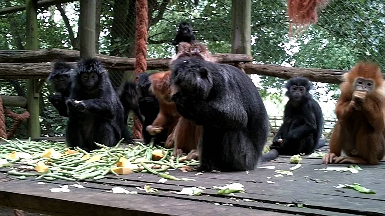 Zoo Keeper For The Day - Feeding Monkeys At Port Lympne -7175