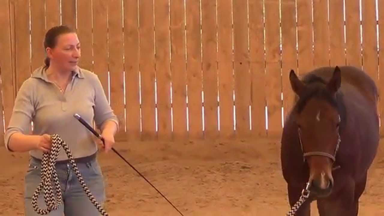 Das erste mal longieren mit Jungpferd Cayetana