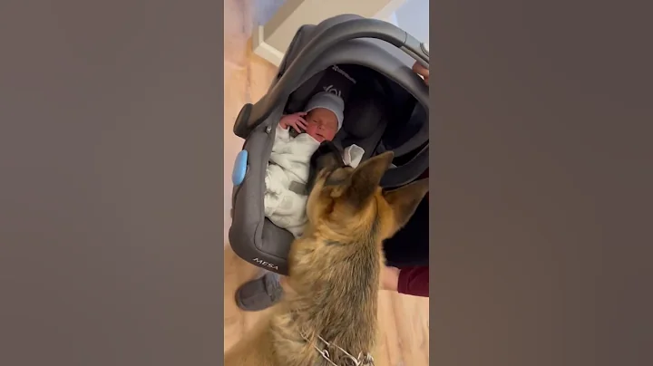 Adorable Dog Meets Family's New Baby! - DayDayNews