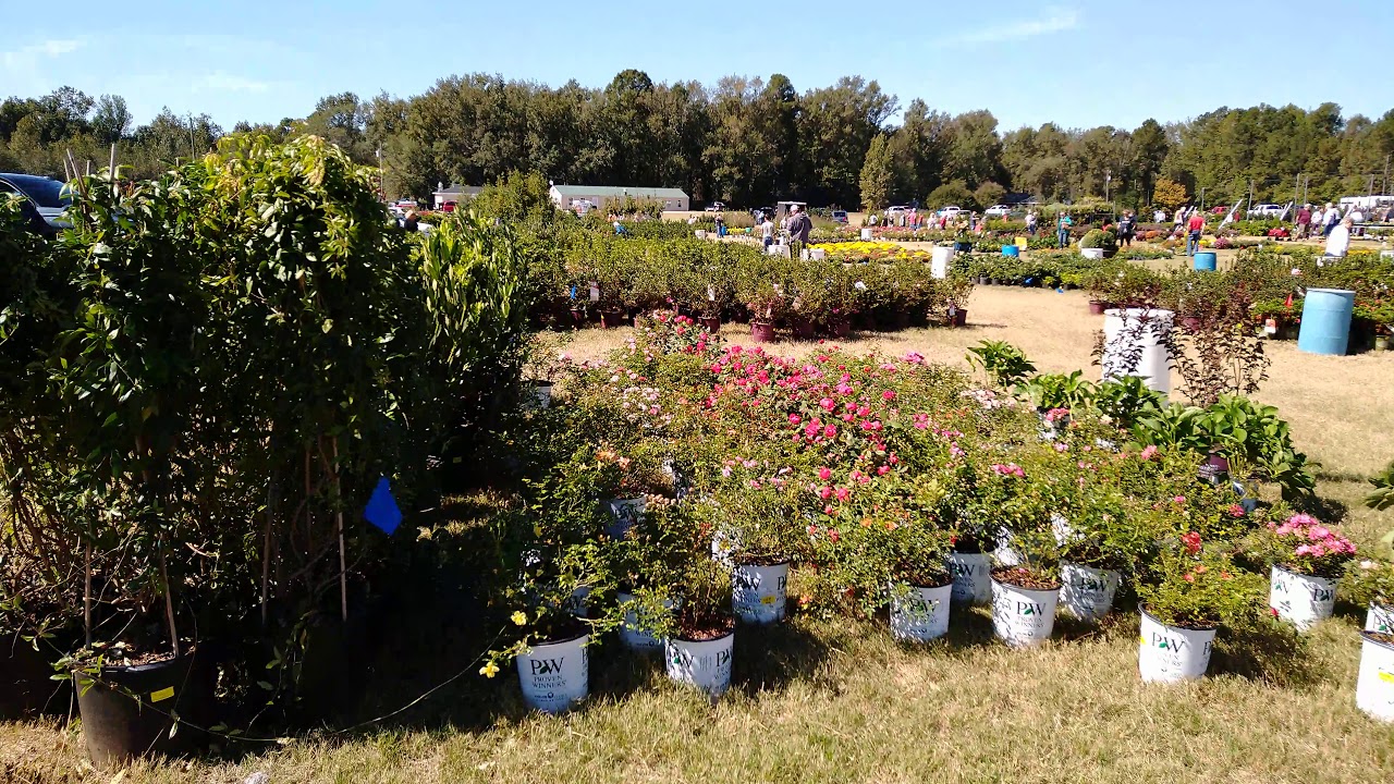 Giant plant sale mccorckles nurseries october 2019 YouTube