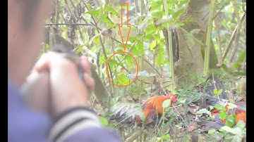 ต่อไก่ป่ามาดีมาก & dib qaib qus tuaj zoo heev li