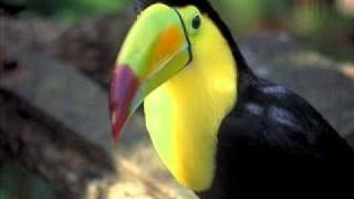 Miniatura de vídeo de "Garzón y Collazos - Pájaro Diostedé - Colección Lujomar.wmv"