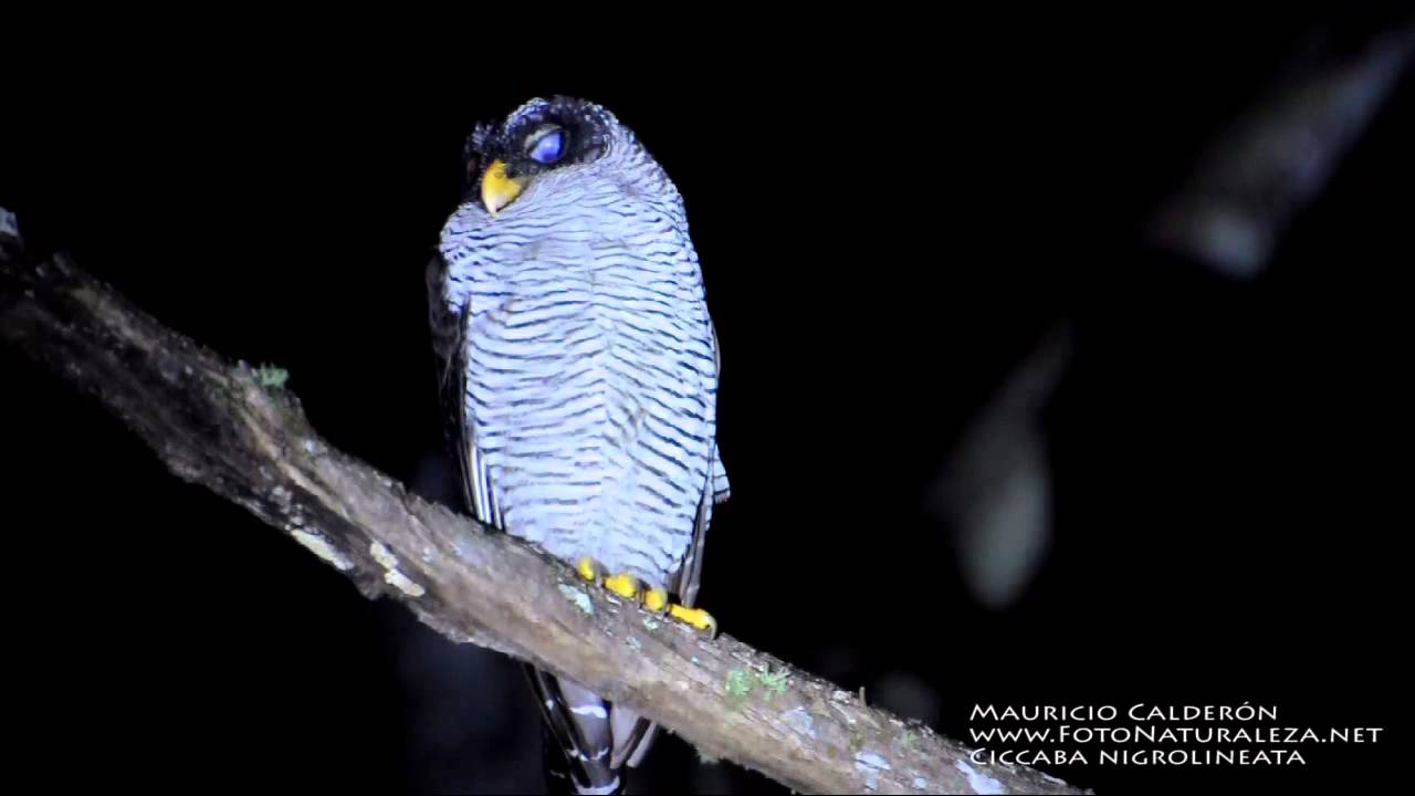 Ciccaba nigrolineata