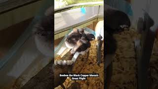Beebee the Black Copper Maran s Great Flight