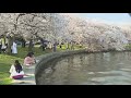Metro's limited-edition cherry blossom Metro cards for 2026 on sale Friday