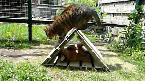 Watch the video about Rudy Somali kitten and housecat playing in the garden