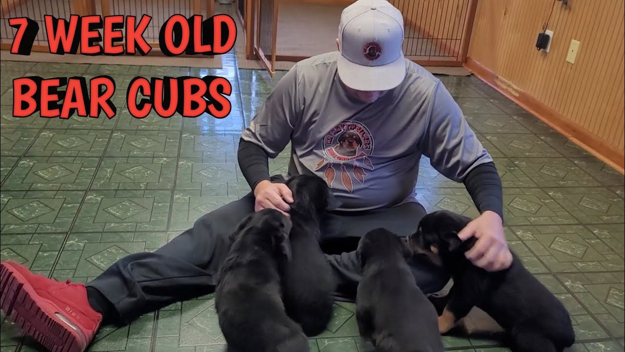 CHECK OUT OUR GIANT 7 WEEK OLD ROTTWEILER PUPPIES! 3032505669 FOR INFO ...