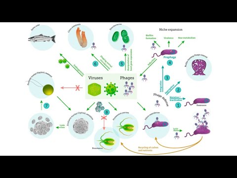 Video: A janë viruset organizma njëqelizorë?