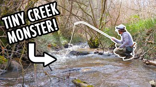 I Caught the King of this Tiny Creek! (Tenkara Fly Fishing Adventures)