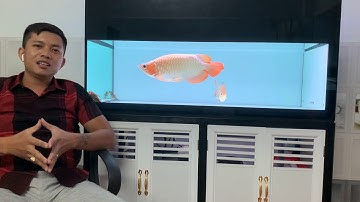 Chia sẻ về lỗi dư môi cá rồng. Nên hay không nên phẫu thuật.