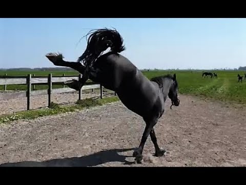 funny-to-watch.-fillies-go-outside-in-slow-motion!-friesian-horse.