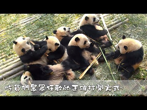 《熊貓早晚安》吃貨們聚眾狂歡的正確打開方式~ | iPanda