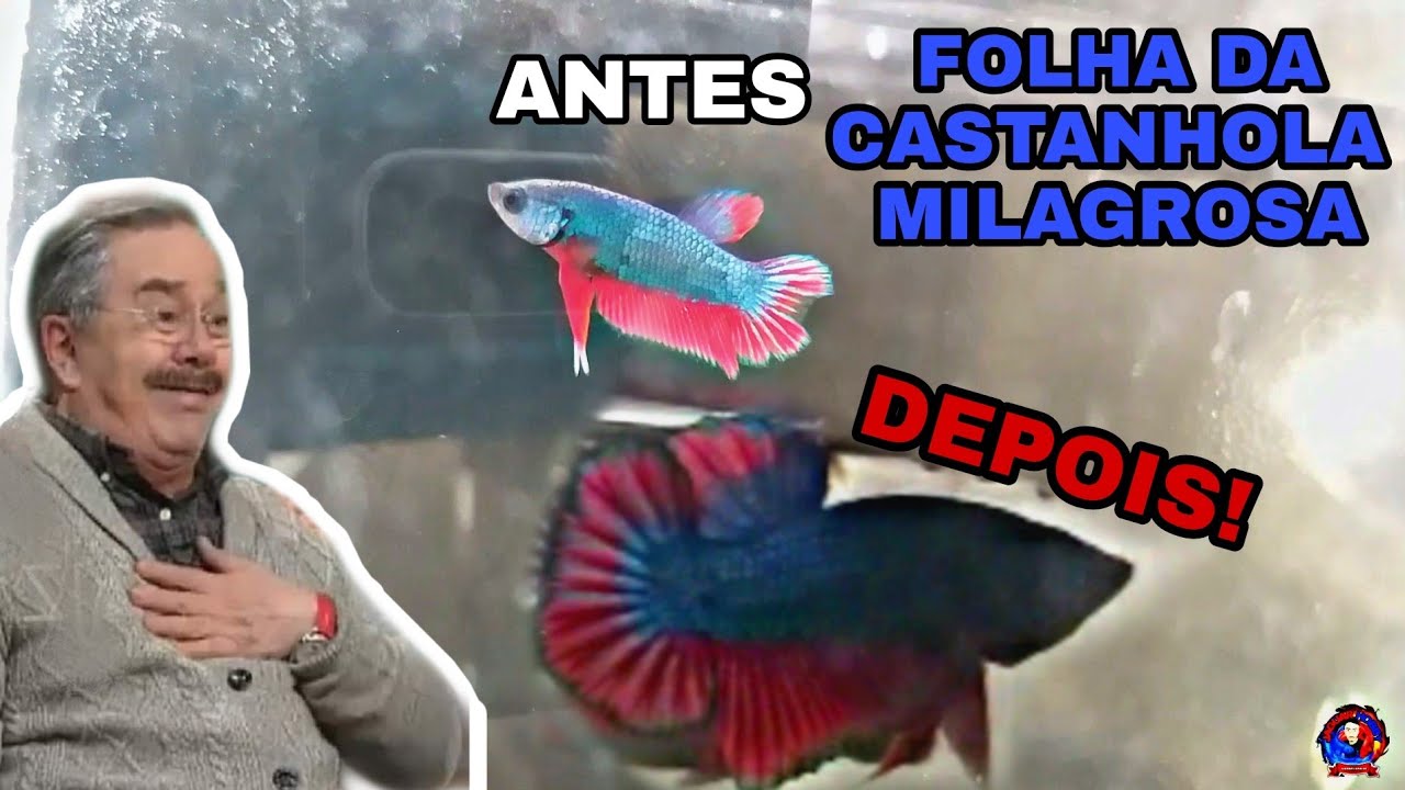 COMO RESTAURAR CALDA RASGADA DO BETTA