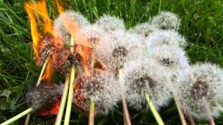 Dandelion burn in slow mo