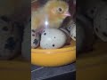 Temu Mini Kuluçka Makinesi 😱 Civcivler Çıkıyor! 🐣