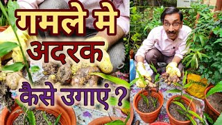 गमले मे अदरक कैसे उगाएं ? ५ रुपए मे पाएं अधा किलो अदरक / Easiest growing of Ginger in Containers