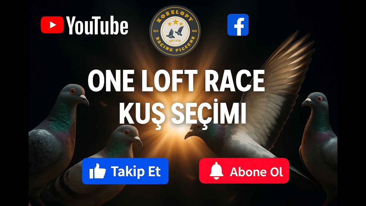 ONE LOFT RACE KUŞ SEÇİMİ