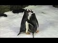 Samesex penguin couple become parents