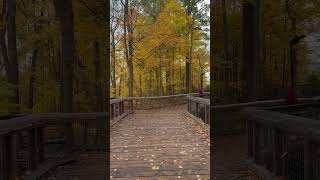 Whispers of Autumn | Toronto Zoo Walkway