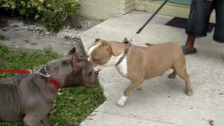 NATIONAL PITBULL LEAGUE BANX AND PLAYBOY GOTTILINE/RAZOR'S EDGE