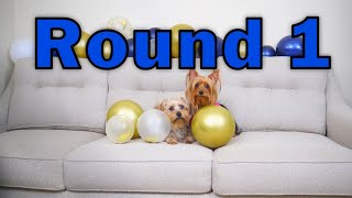 Dog Race YorkiePoo vs Silky Terrier