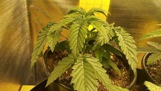 Day 18 of fresh coast seeds oddjob and gorilla butter x2 HLG 550 v2r