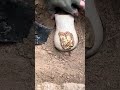 गोल्ड हंटर चेस्ट#trending #cave #mystic #satisfying #animalcraft #metaldetecting #metaldetecting