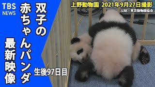 【最新映像】上野動物園 双子の赤ちゃんパンダ もうすぐ誕生１００日目（９月２７日撮影）