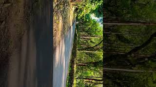 Original sound of R15 v3 chikamagaluru rider travelling nature bikelover youtubeshorts 2022