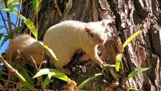 White Squirrel Sacred Prophecy Spirit Animal