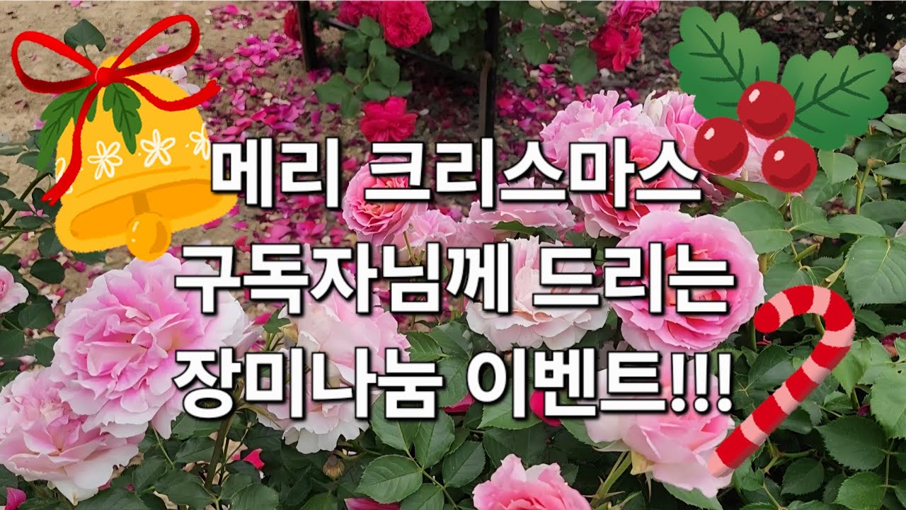  [이벤트마감] 2025년 아름다웠던 나의 장미정원 | 통큰이벤트 | 장미나눔 | 장미종류 | 정원브이로그  