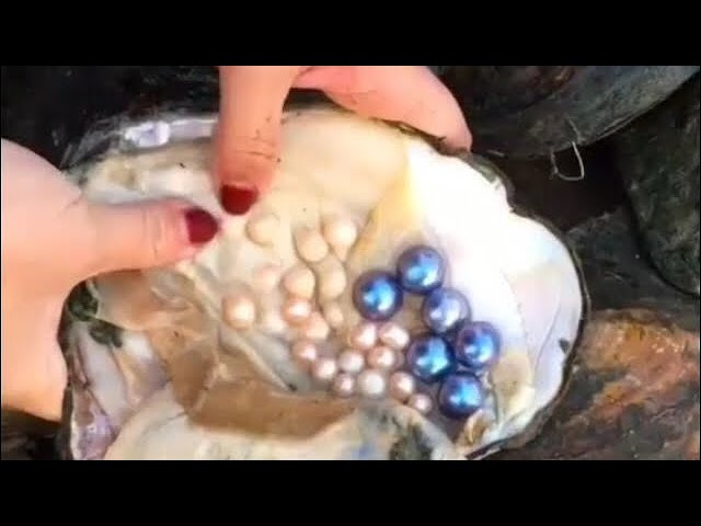Real Pearls from Oyster | Taking out Pearls from Sea Shells | Opening Oyster Pearls