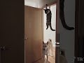 追跡犬 ワンニャンの惑星　#元動画TikToklite@fanny.cats.91#猫さん