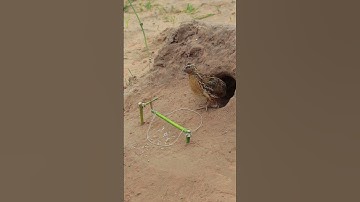 Simple Quail Trap DIY #shortvideo #short #ytshorts