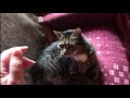 Энергетическая терапия для кошек  / Energy healing for cats