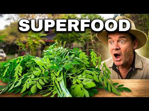 MORINGA The "Never Die" Tree: How to Grow the World's Most Nutritious Plant hqdefault