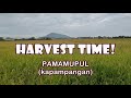 Harvest Time (Pamamupul - kapampangan words)