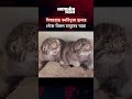 বিপন্নপ্রায় বনবিড়াল ছানার খোঁজ মিলল মানুষের ঘরে! #WildCat #EndangeredSpecies #AgamirSomoy