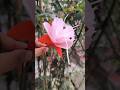 How to make fuchsia flower with crepe paper #shorts #fuchsia #ytshorts #craft #crepepaper #foryou