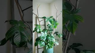 💃 PHILODENDRON SQUAMIFERUM 🌿 #philodendron #plants #houseplants #shortsfeed #plantshorts #shorts