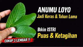 Ternyata ini EFEKNYA ‼️ KONSUMSI 3 LEMBAR DAUN JAMBU BIJI UNTUK PRIA 