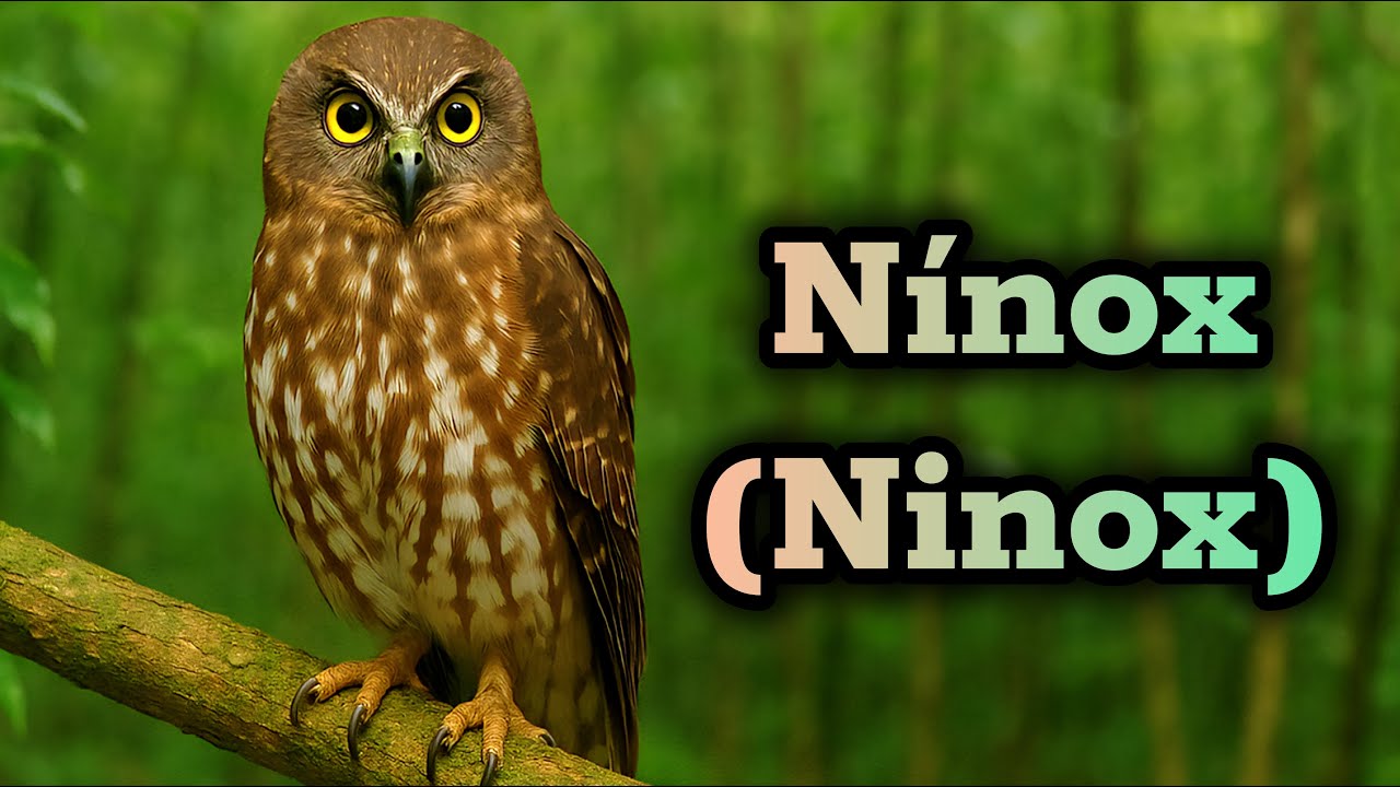 ¿Sabías que existen búhos halcones? Descubre al Ninox