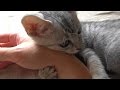 野良子猫ろくの急変 猫風邪から膿胸 ~ろくの闘病記~