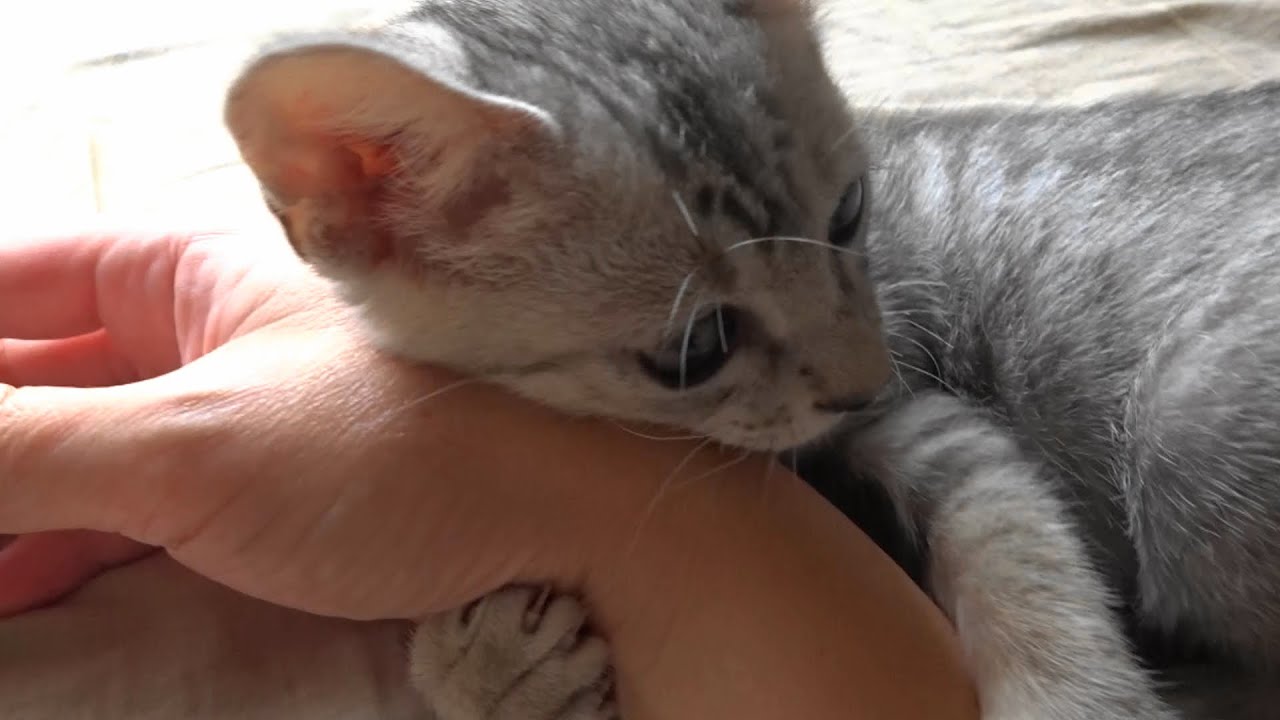 野良子猫ろくの急変 猫風邪から膿胸 ～ろくの闘病記～ - YouTube