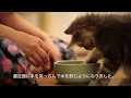 【メインクーン】手で水を飲む子猫【ヘルスウォーターボール】